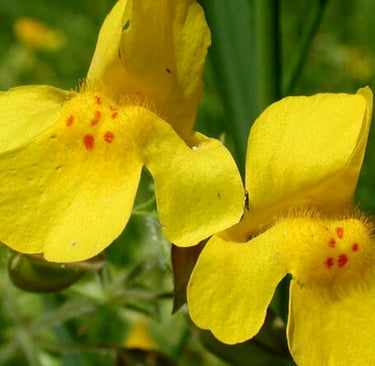 Floral de Bach Mimulus para tratar medos conhecidos
