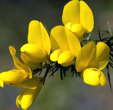 Flor Gorse, de onde é extraída a essência floral Gorse, para quem perdeu a esperança