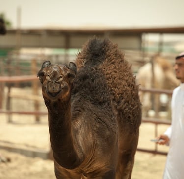 camel saudi arabia