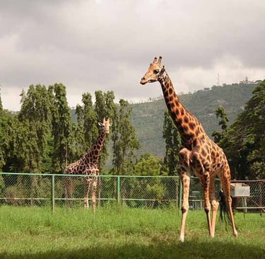 Mysore Zoo
