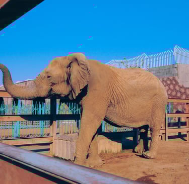 al-taif-zoo