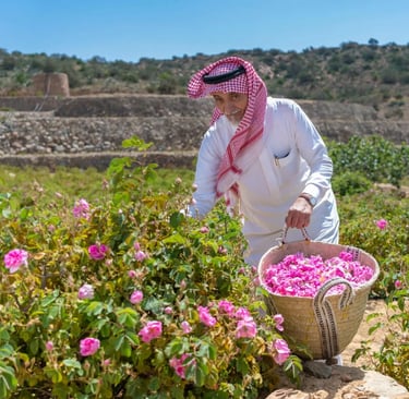 large_rose-taif