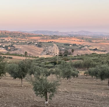 Olive farm in Agrigento Sicily producing organic extra virgin olive oil