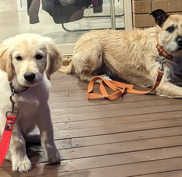 puppy and one dog sitting on a deck with their leash training