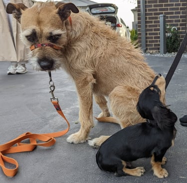 Puppy and dog training
