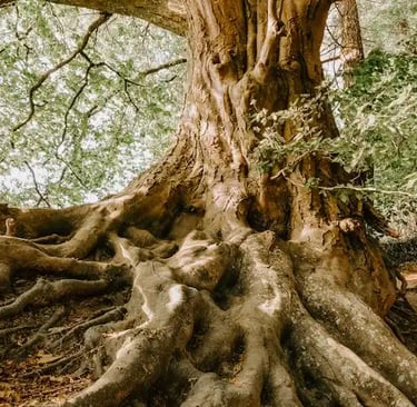 Tree with deep visible roots symbolizing how parenting patterns and generational cycles are shaped 