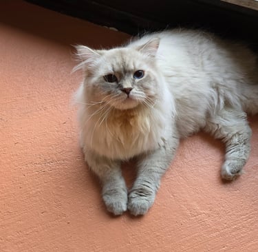 White Hypoallergenic Russian Siberian Forest Cat