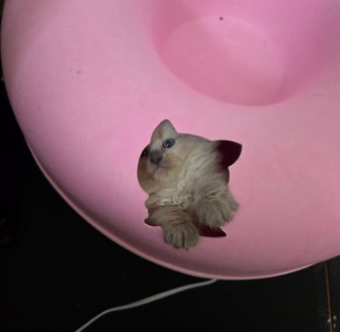 Texas Siberian kitten