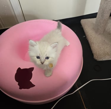 Texas Siberian kitten