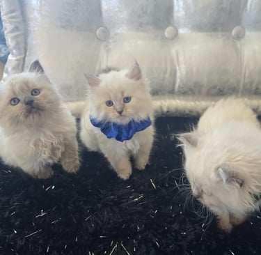 Texas Siberian kittens