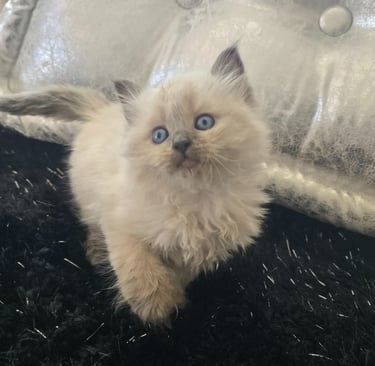 Texas Siberian kitten