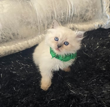 Texas Siberian kitten