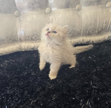 Texas Siberian kitten