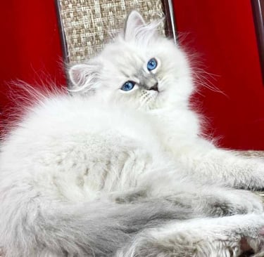 Russian Siberian Forest Cat