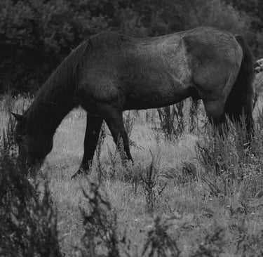 Fotografía de un caballo