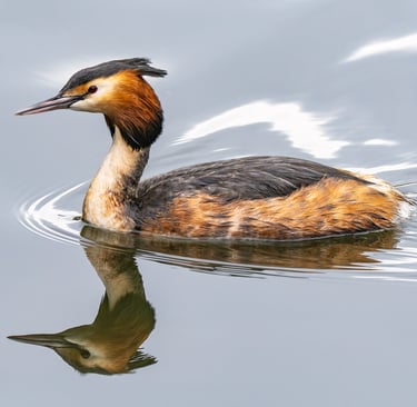Great Crested Grebe, St James's Park, London