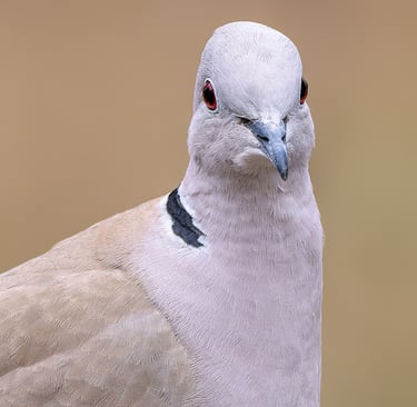 Collared Dove, Stodmarsh NNR, Kent