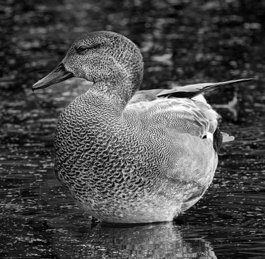 Male Gadwall, RSPB Rye Meads, Herts