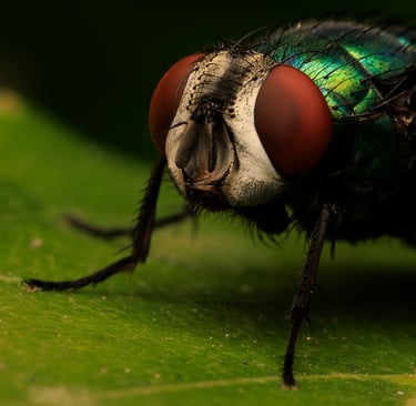 Greenbottle Fly, East London
