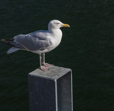 Herring Gull, Dublin, Ireland