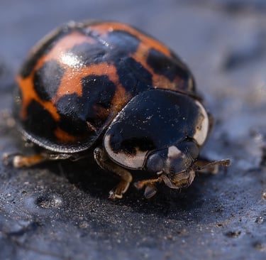 Harlequin Ladybird on a railing, East London