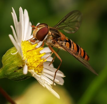 A marmalade hoverfly, East London