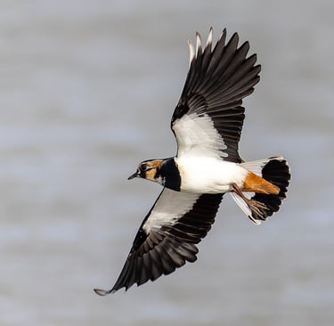 Lapwing, RSPB Rainham Marshes, Essex