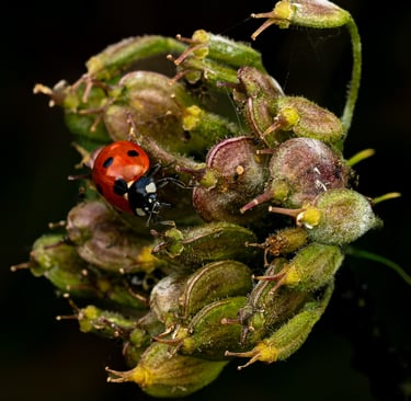 Ladybird, RSPB Rye Meads, Herts