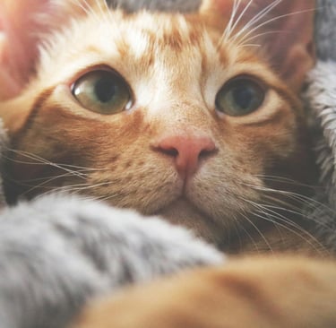 leczenie-kotow-choroby-wirusowe