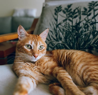 retromad-leczenie-felv-fiv-fip