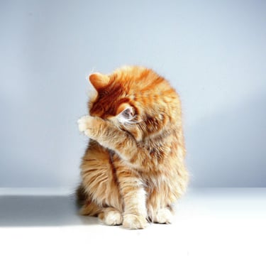 terapia-felv-fiv-koty-retromad1