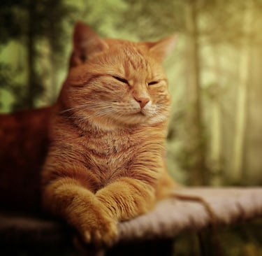 koty-pytania-odpowiedzi-felv-fiv-fip