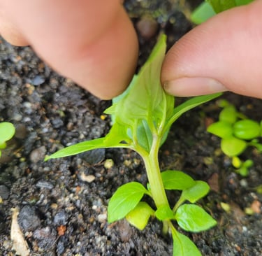 bifurcation de basilic de variété thaï, réveil épigénétique favoriser par une culture vivante