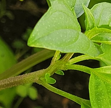 Pousse latérale en formation à l’aisselle d’une feuille sur un plant de basilic en bonne santé, cultivé en sol naturel, montr