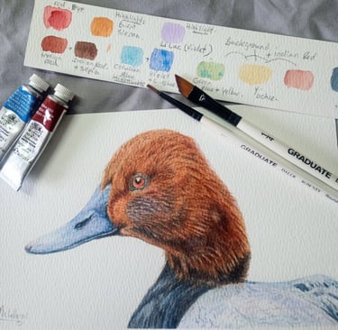 Watercolour workshop painting a Pochard Duck