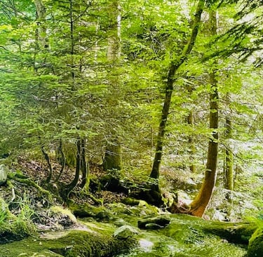 Promenades dans la foret.