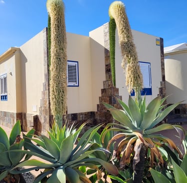 Voyage 1 semaine lanzarote: Arrieta Passionnément évasion
