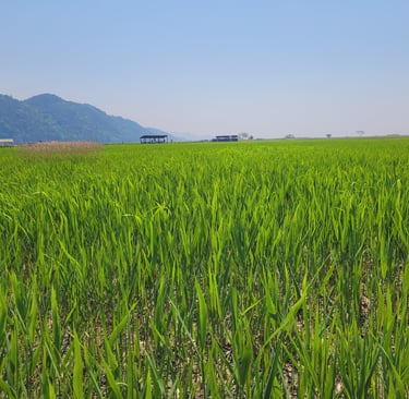 réserve naturelle de la baie Suncheon