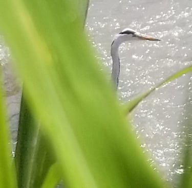 réserve naturelle de la baie Suncheon