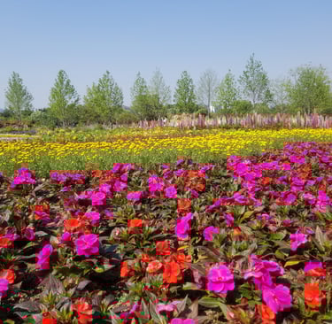 Suncheon Bay Garden