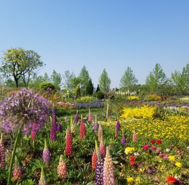 Suncheon Bay Garden