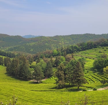 Boseong plantation thé