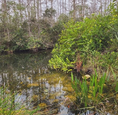Everglades NP
