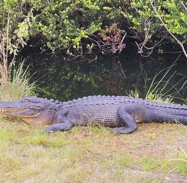 Everglades NP