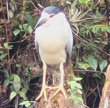 Everglades NP