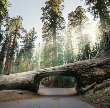 Sequoia NP