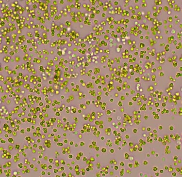cultivo de microalgas chlorella