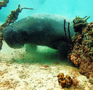manatee en Bayahibe