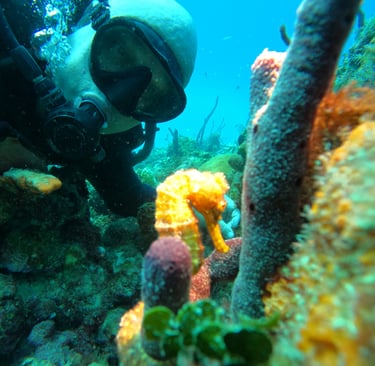 Buceo en isla Catalina con caballito del mar