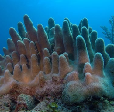 a coral reef in Bayahibe with a large group of corals